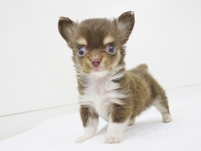 animal_image