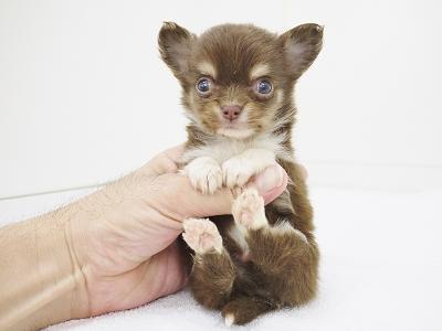 animal_image