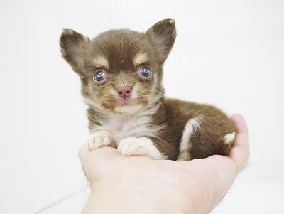 animal_image