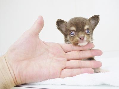 animal_image