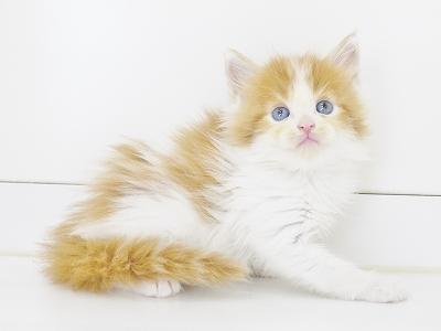 animal_image