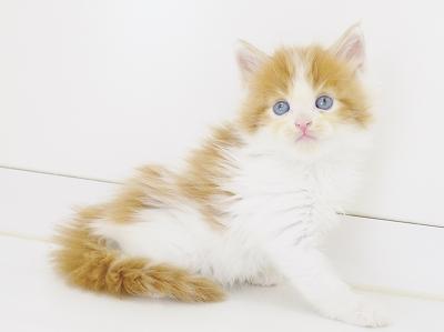 animal_image