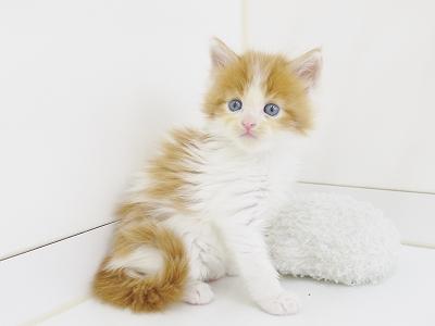 animal_image