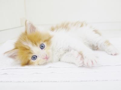 animal_image