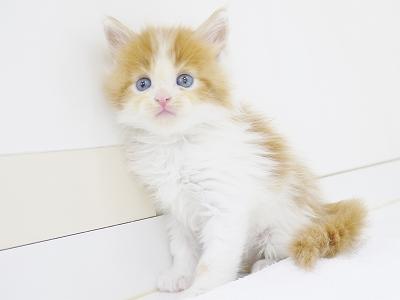 animal_image