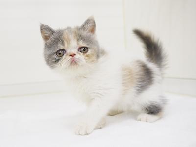 animal_image