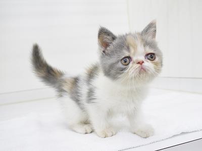 animal_image