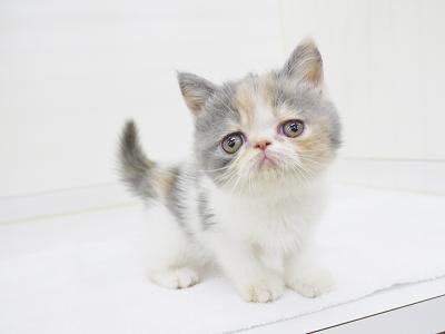 animal_image