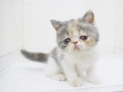 animal_image
