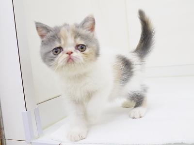 animal_image
