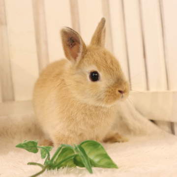 animal_image
