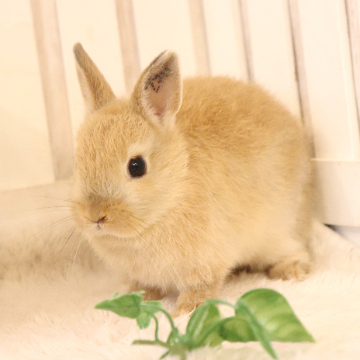 animal_image