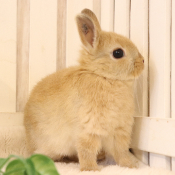 animal_image