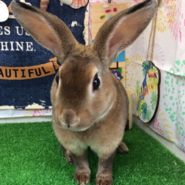 animal_image