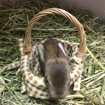 animal_image