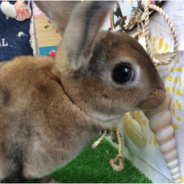 animal_image