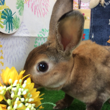 animal_image