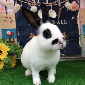 animal_image