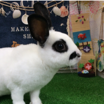 animal_image