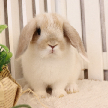 animal_image