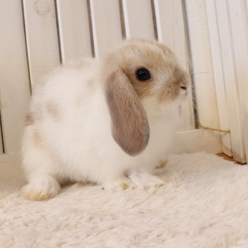 animal_image