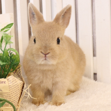 animal_image