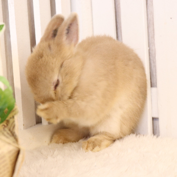 animal_image