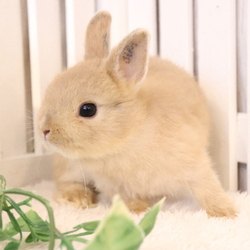 animal_image