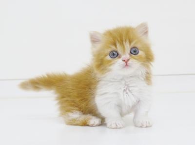animal_image