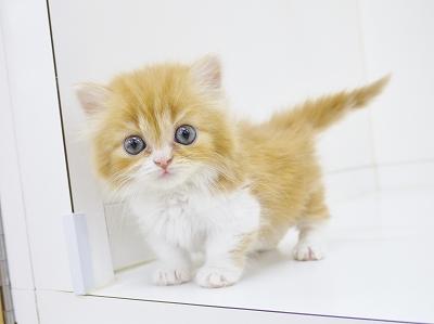 animal_image