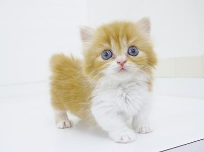 animal_image