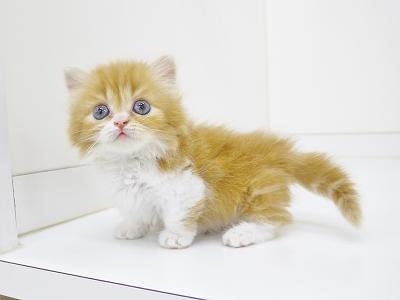 animal_image
