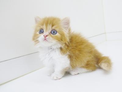 animal_image