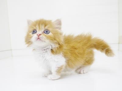 animal_image