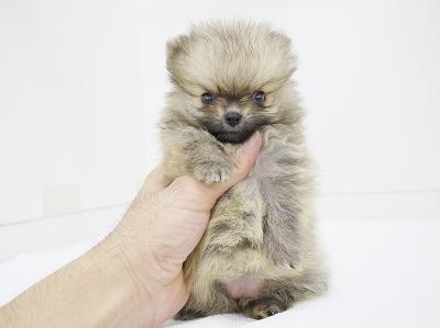animal_image