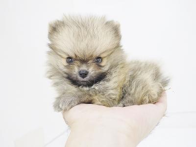 animal_image