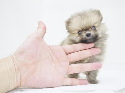 animal_image