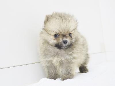 animal_image