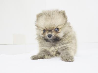 animal_image