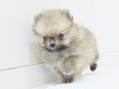 animal_image