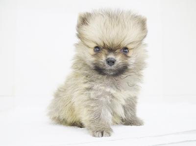 animal_image