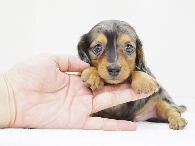 animal_image