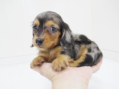 animal_image