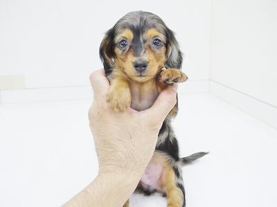 animal_image