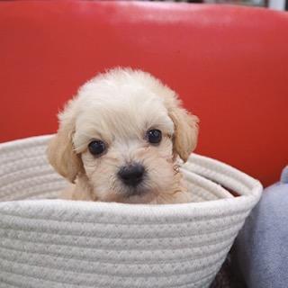 animal_image