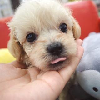 animal_image