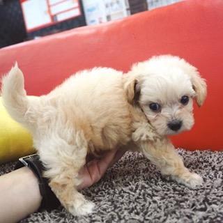 animal_image