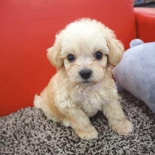 animal_image