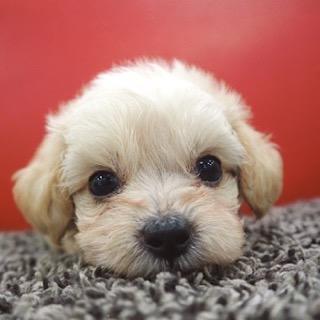 animal_image