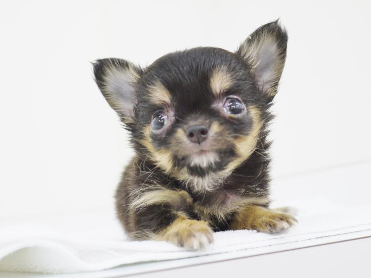 animal_image